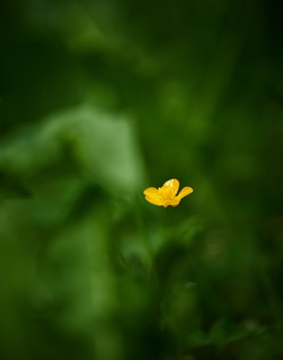 A buttercup in the grass