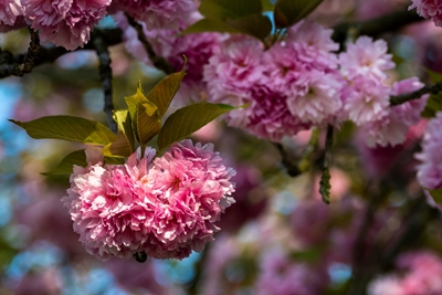 Růžové třešňové květy