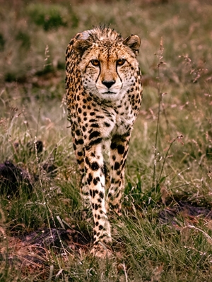 Abordagem de um guepardo