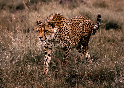 Gepard v pohybu