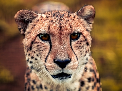 Blick av den snabba geparden 