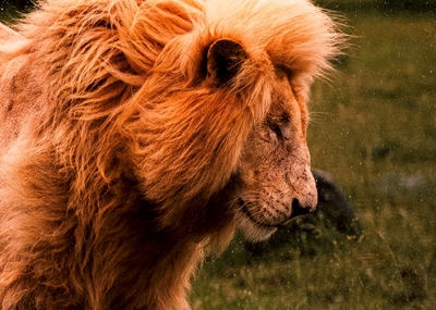 Rei Leão Beijado pela Chuva