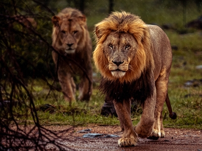 Approaching Pride: Twin Lions