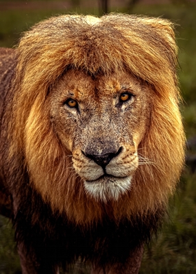 King's Stare: Lion Portrait