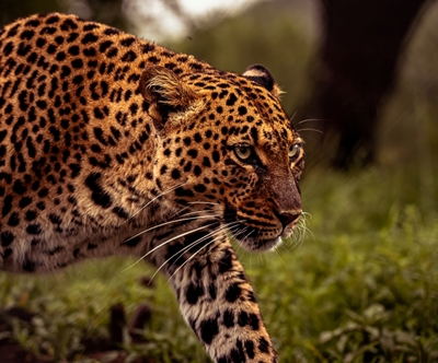 L’approche furtive d’un léopard