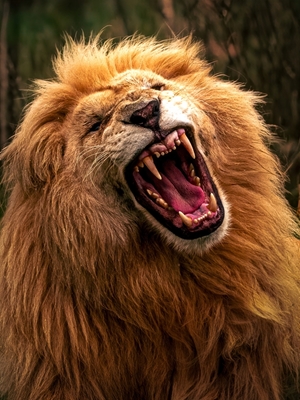 Le rugissement du lion résonne dans la nature