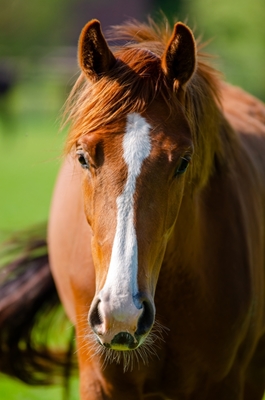 Portrait d’un jeune cheval