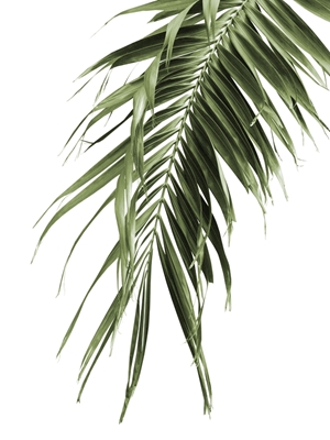 Palm Leaf Jungle - Cali Summer
