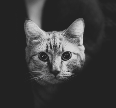 Monochrome housecat.