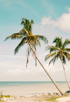 Palm Tree Beach Oasis 1 Annonser