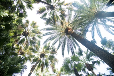 Onder de palmbomen 7