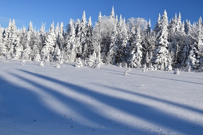 En snedækket skov