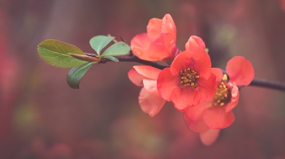 Flowers of ornamental quince