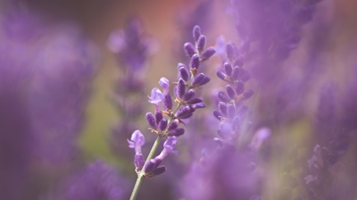 Lavendel kvist i nærbillede