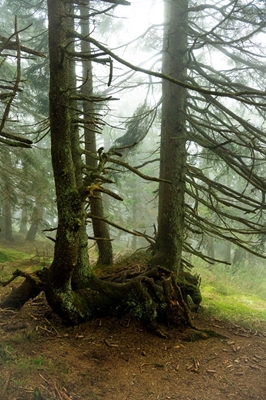 Mlhavá atmosféra v lese 8