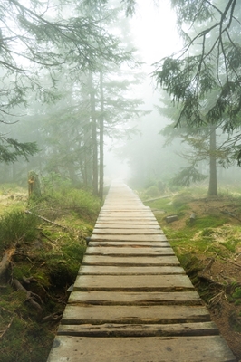 De weg in de mist
