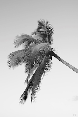 Karibian tuuli