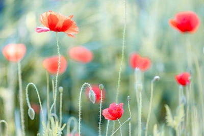 Buds and blossoms of red poppy