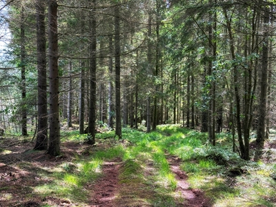 Camino forestal 