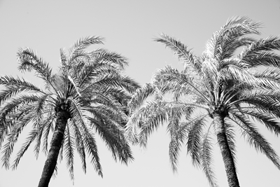 Palm Trees Beauty 5