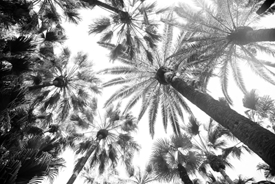Onder de palmbomen 8