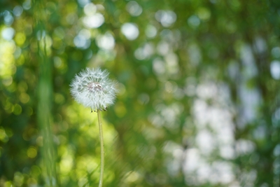 dandelion, green background