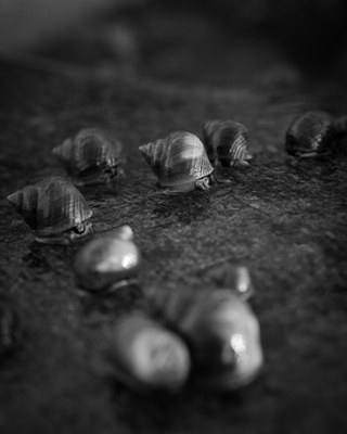 Escargots sur pierre mouillée