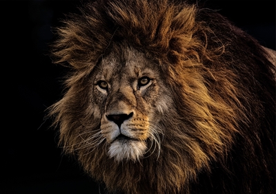 Løve 01