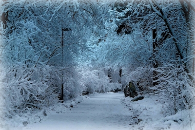Het pad van de winter