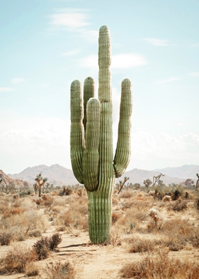 Kaktusový život