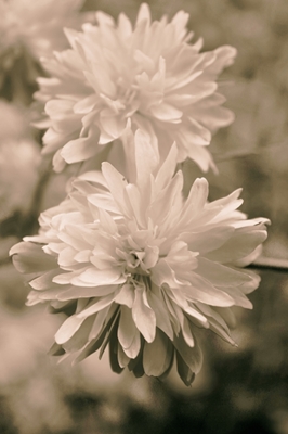 Blomster i svart-hvitt