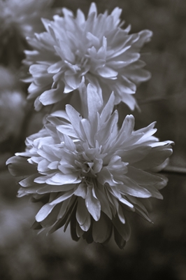 Flores em preto e branco