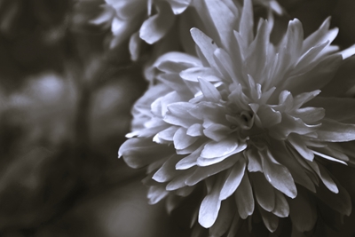 Blomst i svart-hvitt