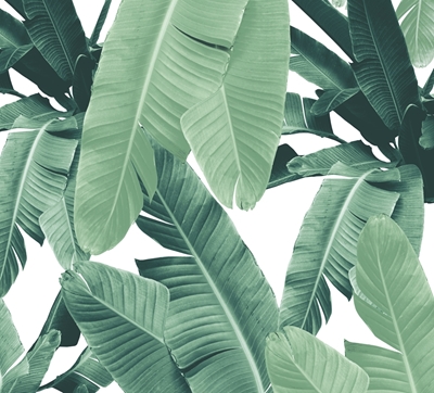 Tropikalne liście bananowca Dżungla 