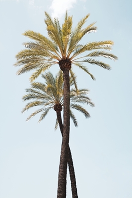 Palm Trees Beauty 6