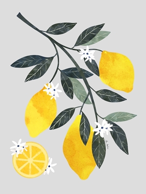 Citron træ gren
