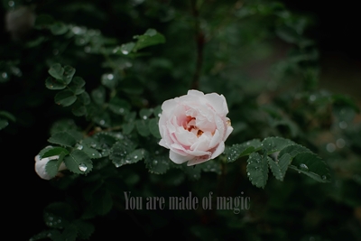 Je bent magisch.