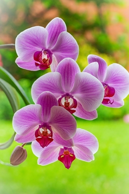 V Blommande orkidé