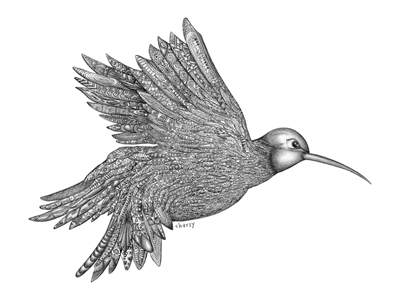 Zentangle colibrì Dettaglio Arte