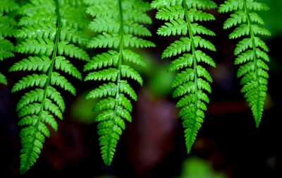 Fern leaves in the forest 