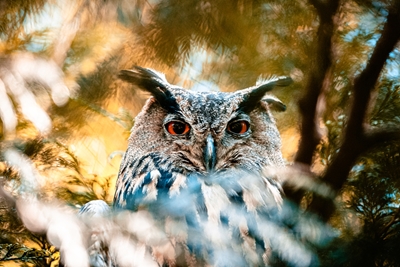 Red-eyed Eagle Owl