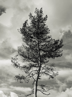 Pine tree against the sky 