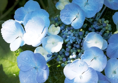Blaue Hortensienblüte 