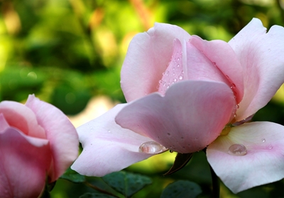 Rosenblüte mit Morgentau