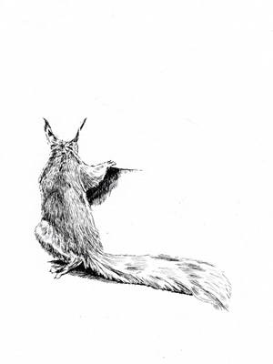 Wiewiórka