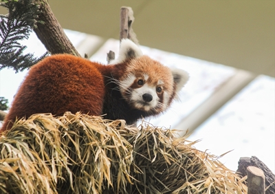 Røde pandaer 1