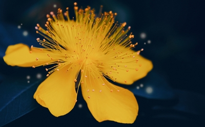 Magical yellow flower