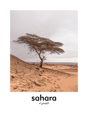 Ensomt træ i ørkenen