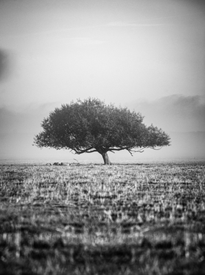 Tree in black and white 