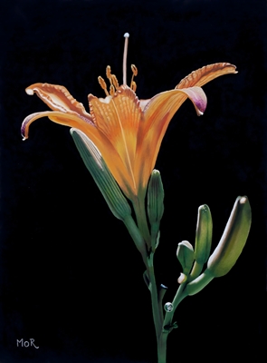 Gele iris